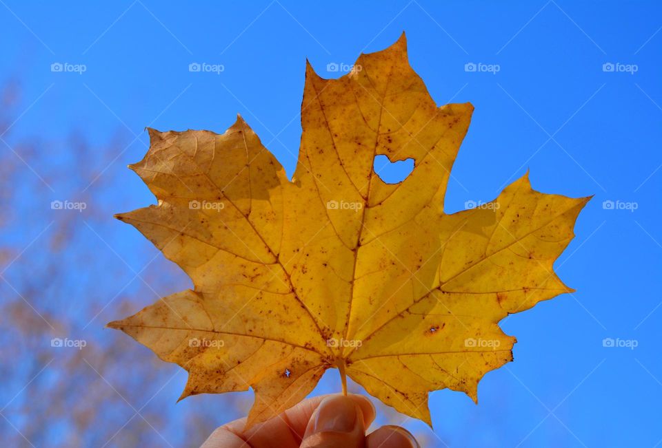 yellow leaf with heart in the hand blue sky background, lifestyle blue and yellow