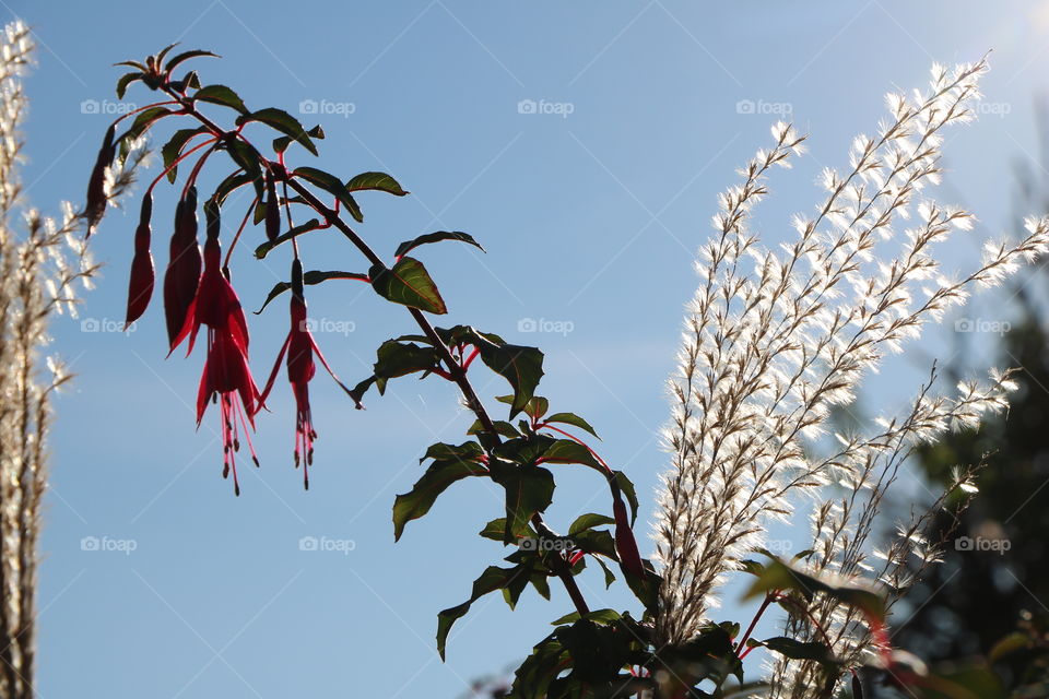 Flowers and dry plants swaying on the breeze and shining brighter than the sun on a chilly autumn morning 