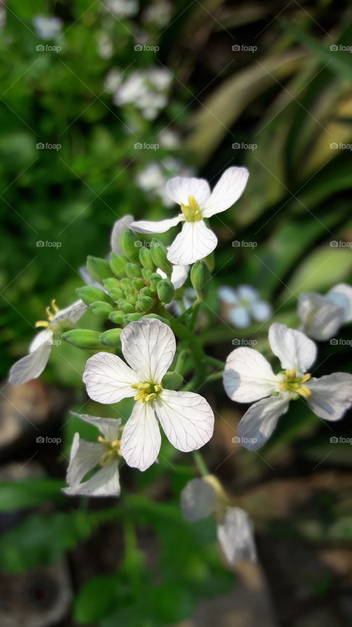 White Reddish Flowe .