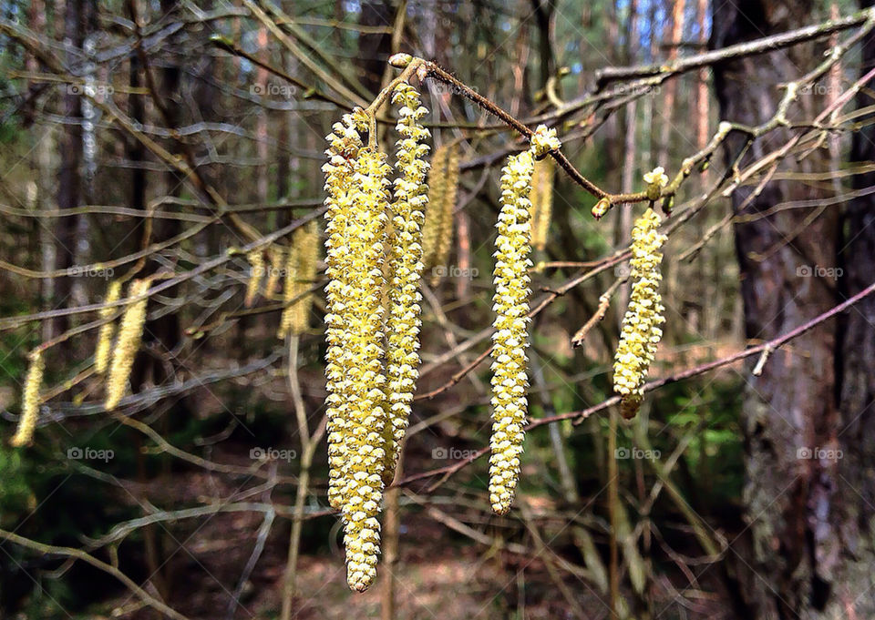 ОРЕХ ЦВЕТЕТ