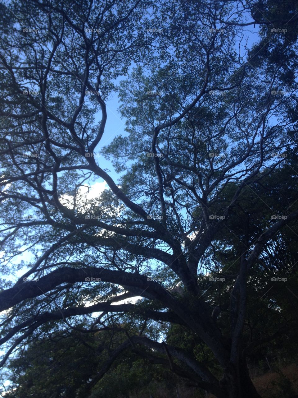 Árvore destacada no céu azul 💭