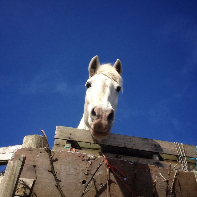 White horse
