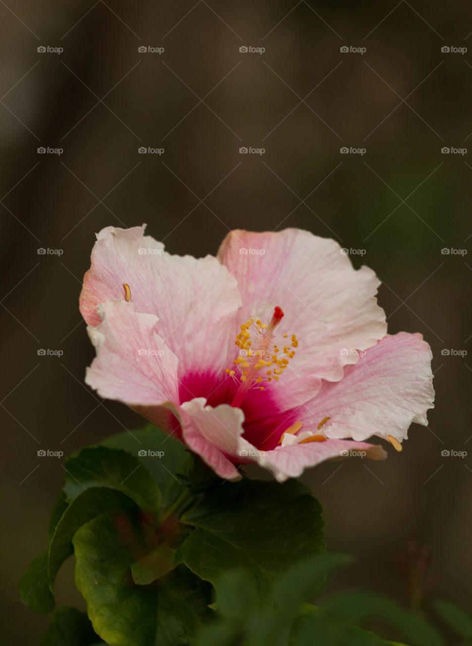 Pink Hibiscus Blooming 