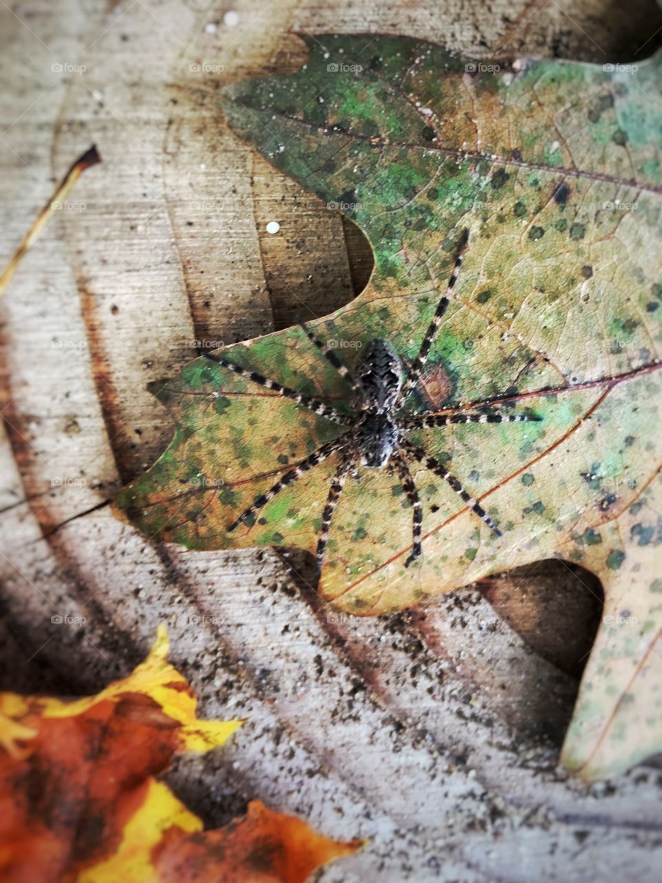 Fall spider 