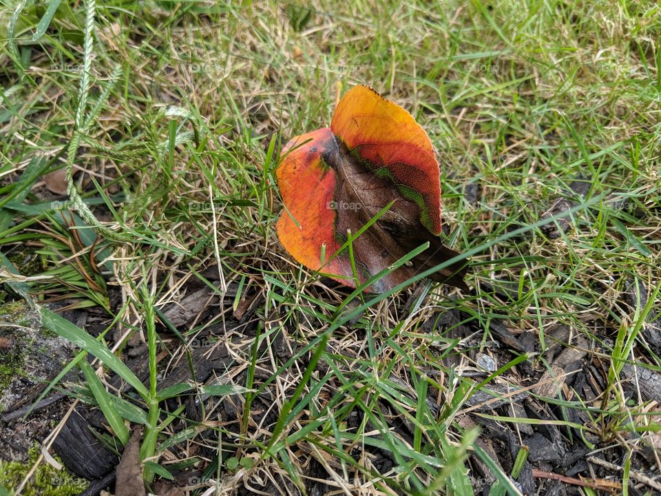 First signs of Fall
