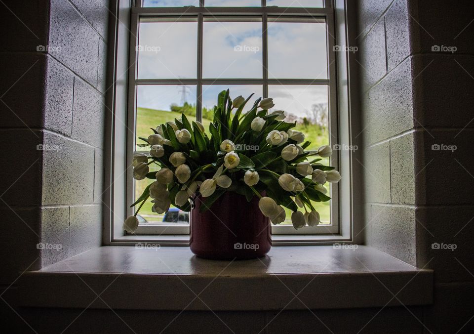 Flowers in the window