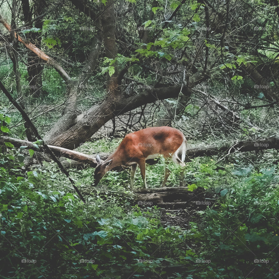 Deer is eating grass