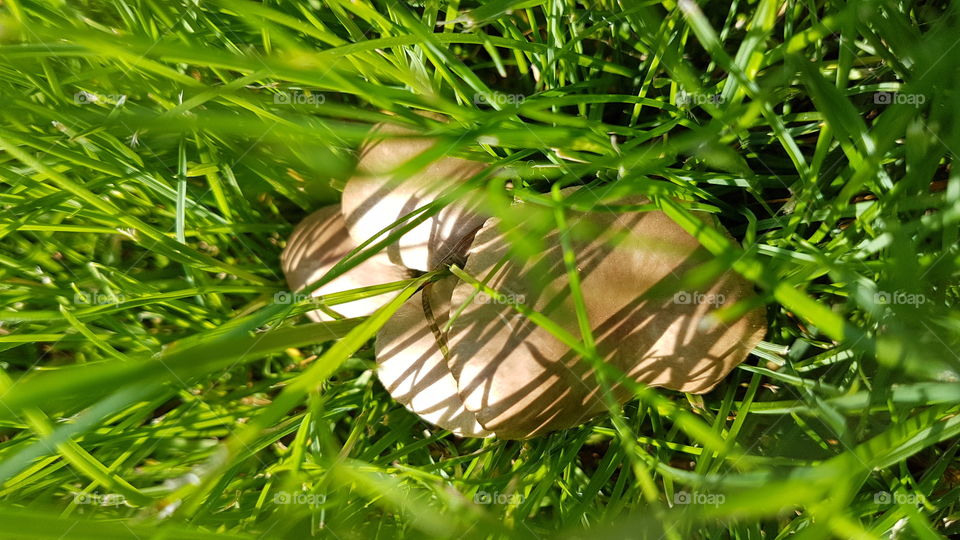mushrooms in the grass