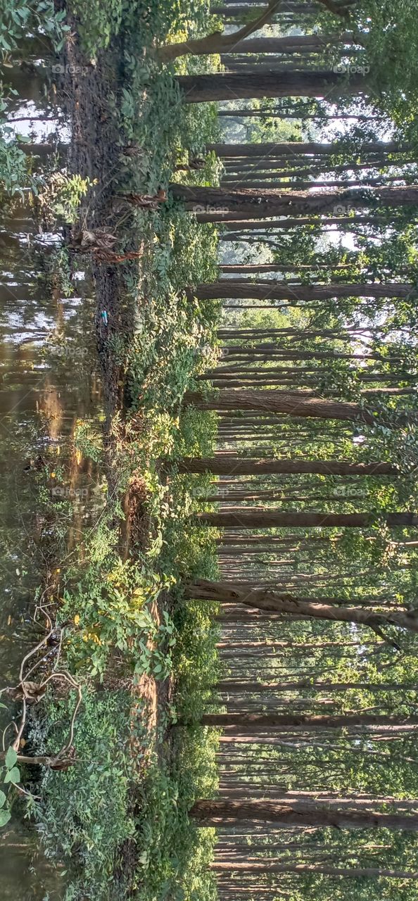 forest of sagwan tree