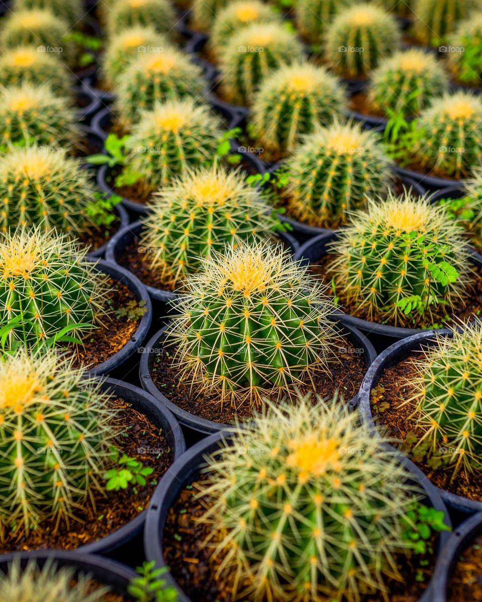 Mini cactos