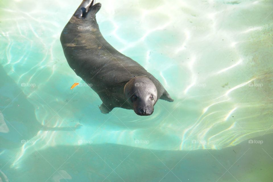 seal