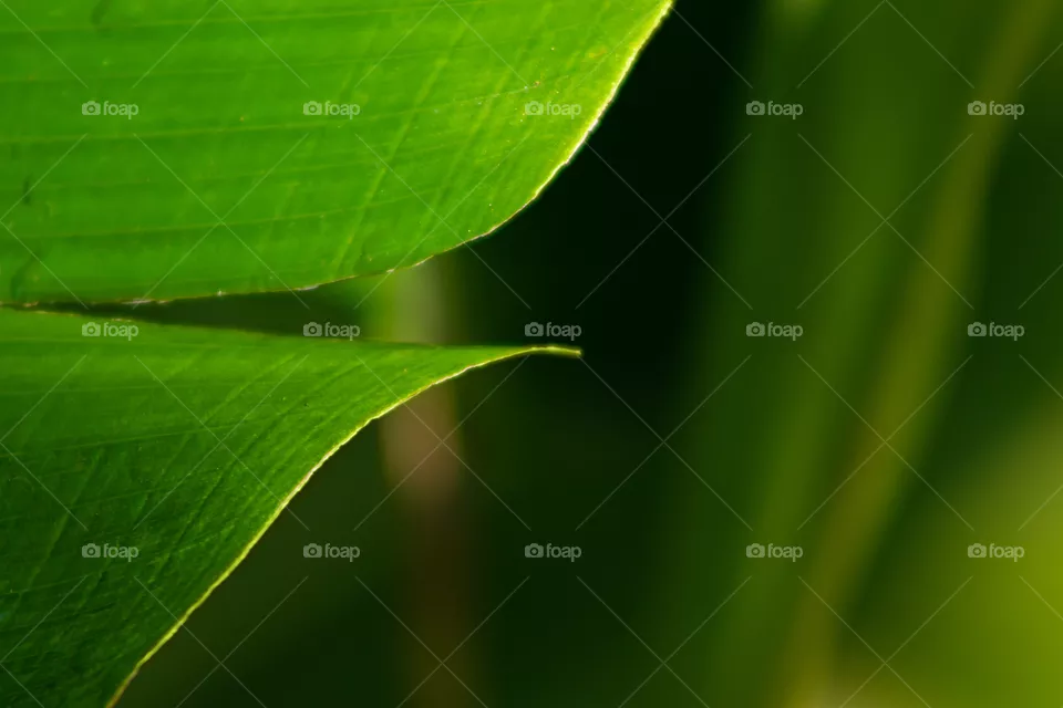 Pedaço de folha verde cortada ao meio.