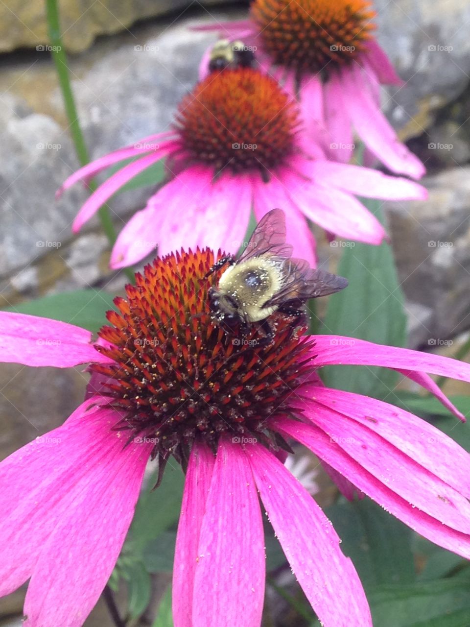 Bee Pollinating on a Flower