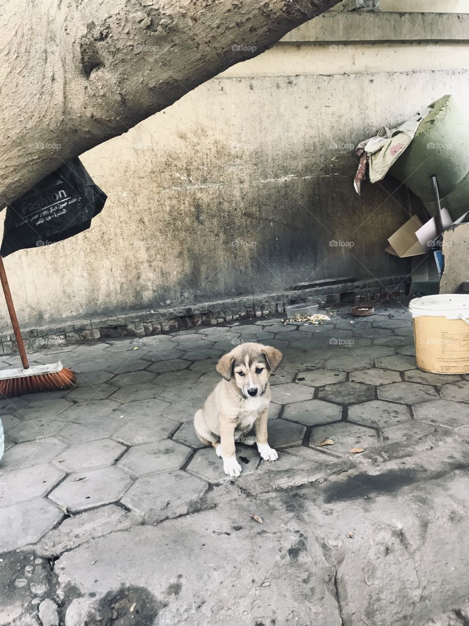 A small scared lonely lost Egyptian puppy.