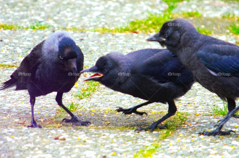 Jackdaws (Corvus).