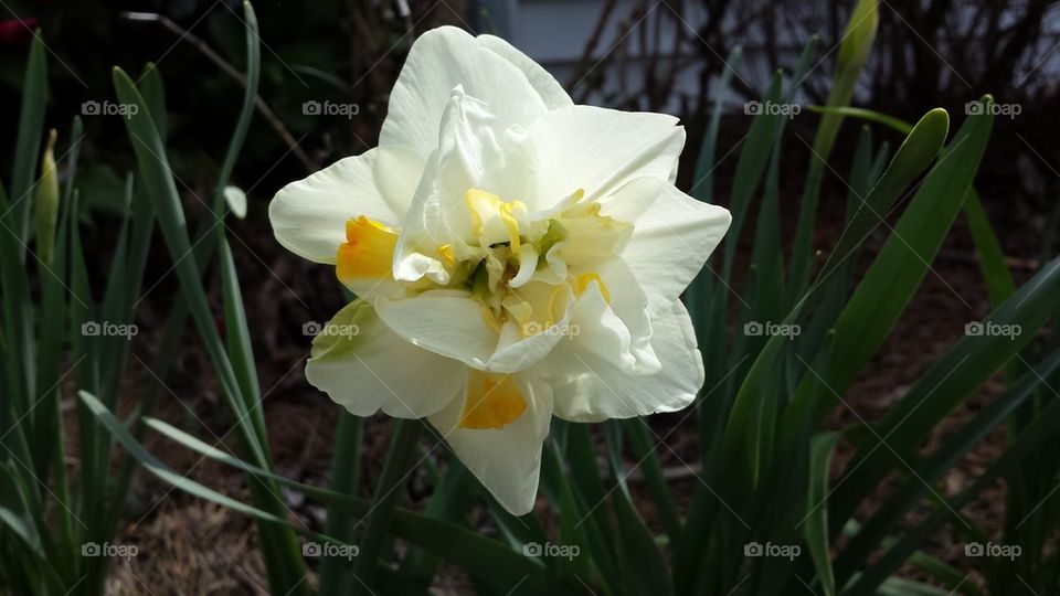 Mutated Daffodil #2