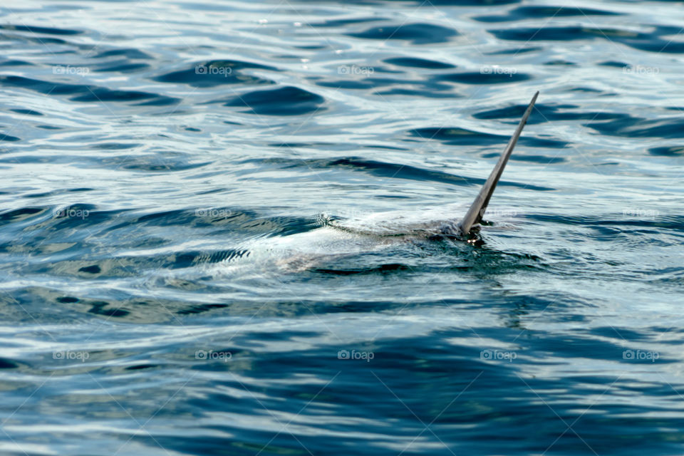 Pez Luna Mediterráneo (Mediterranean Bony Fish) 