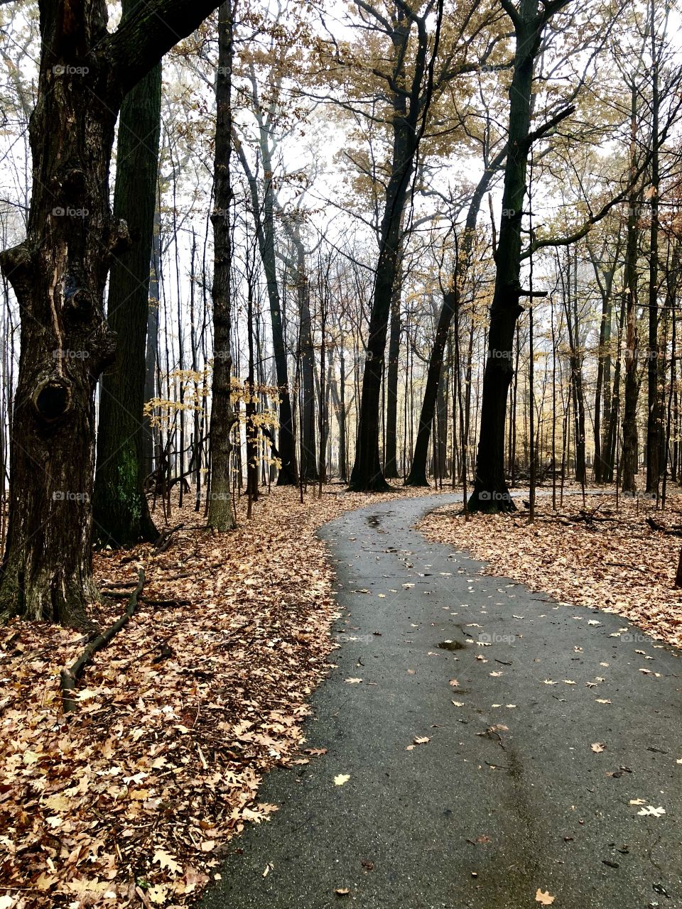 Fall Walk in the park 