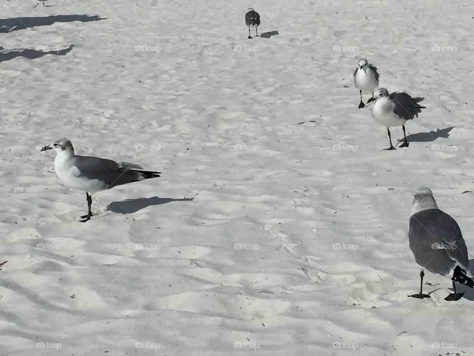 Seagulls
