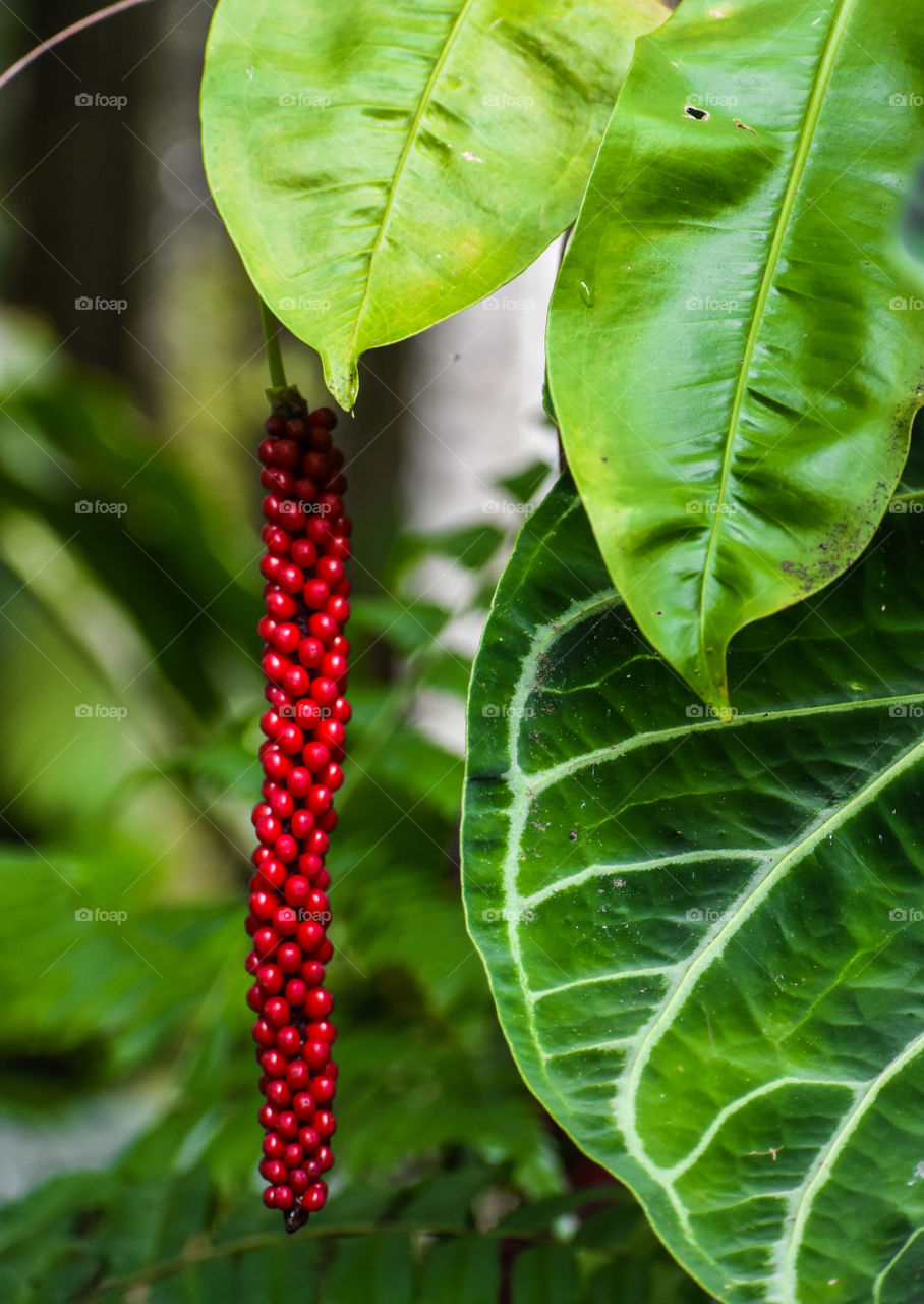 Red bead string botanical - amazing to see with its brightness and freshness