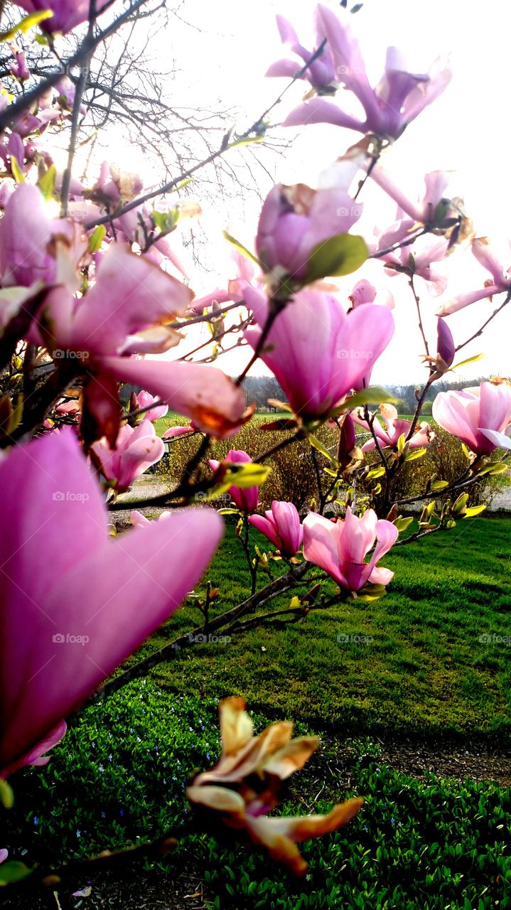 tulip tree petal pink spring bloom