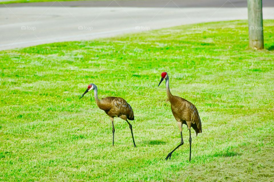 Sandhill cranes