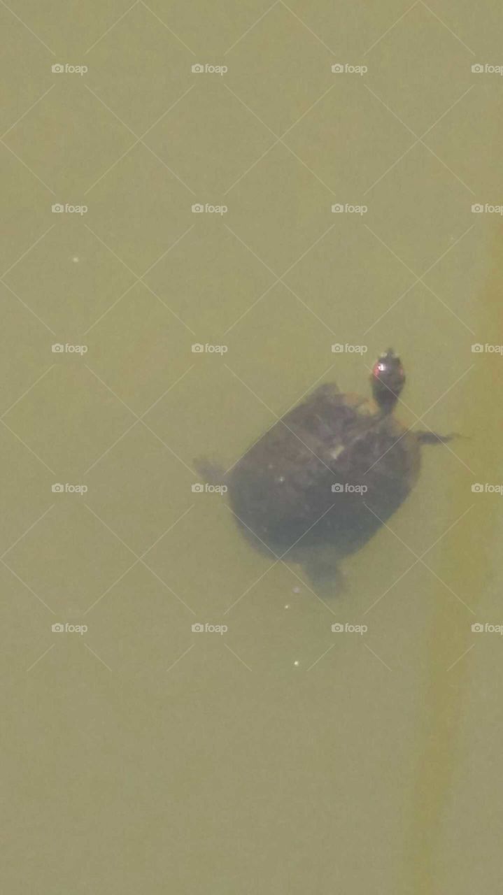 Turtle in Pond