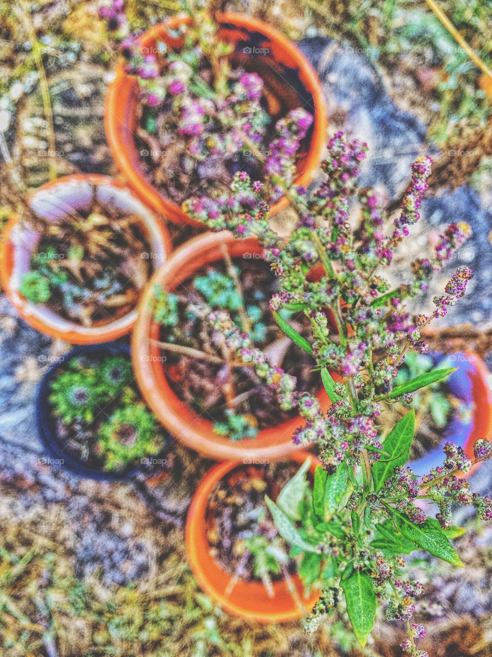 Pretty purple weed. 