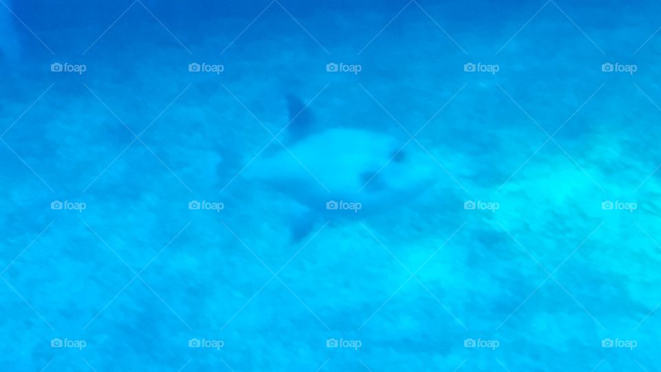 Underwater, Fish, Ocean, Sea, Water