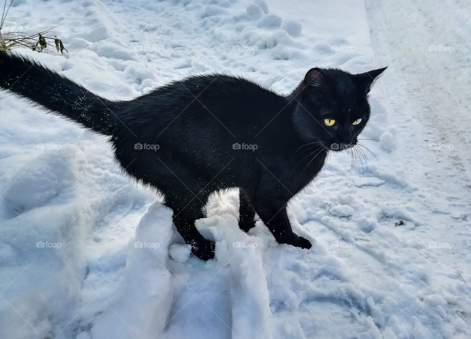 Cute outdoor black cat walking on the snow. Winter holidays