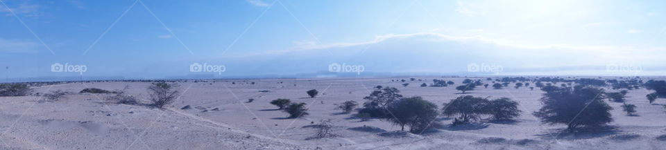 Desert Sands 
