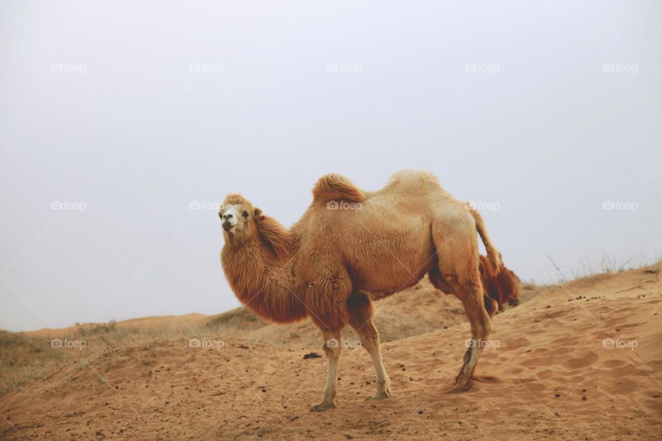 Camel