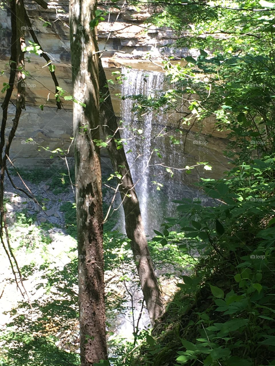 tree and waterfall