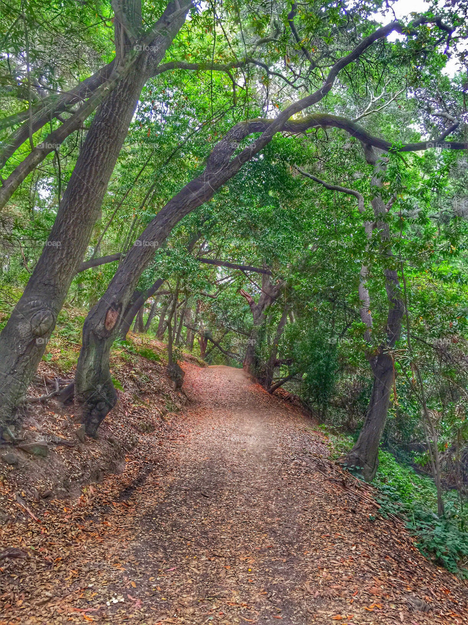 Beautiful leaf lined hiking trail at Garin Park, Hayward, California . 