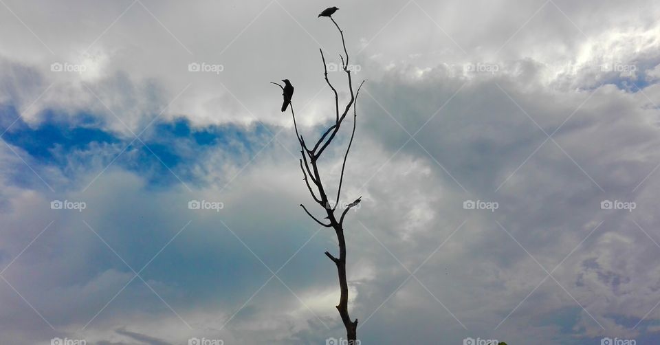 Birds standing on a dying tree