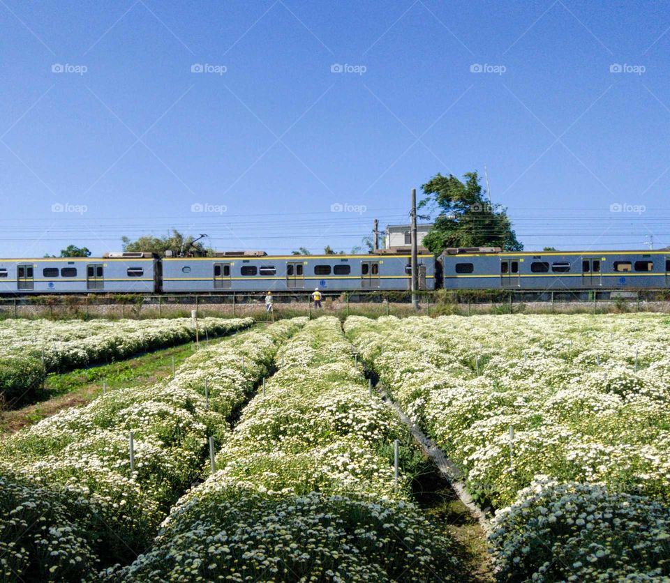 Chrysanthemum flowers(white) fields and the tram. landscape.