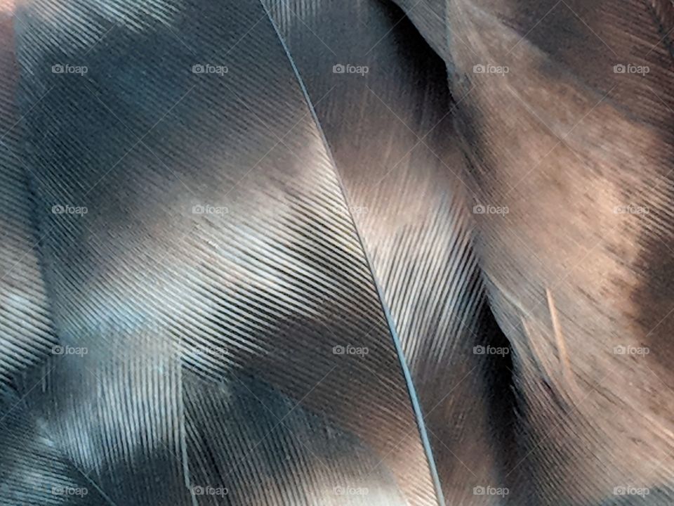 black and white feather