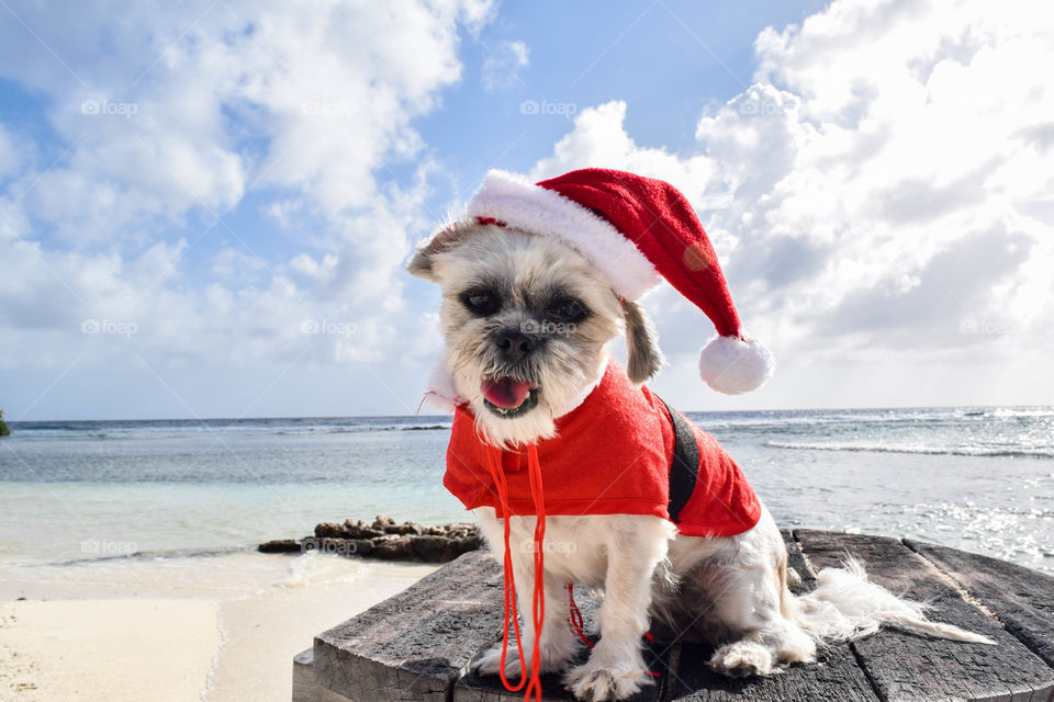 Dog in Santa costume on the beach