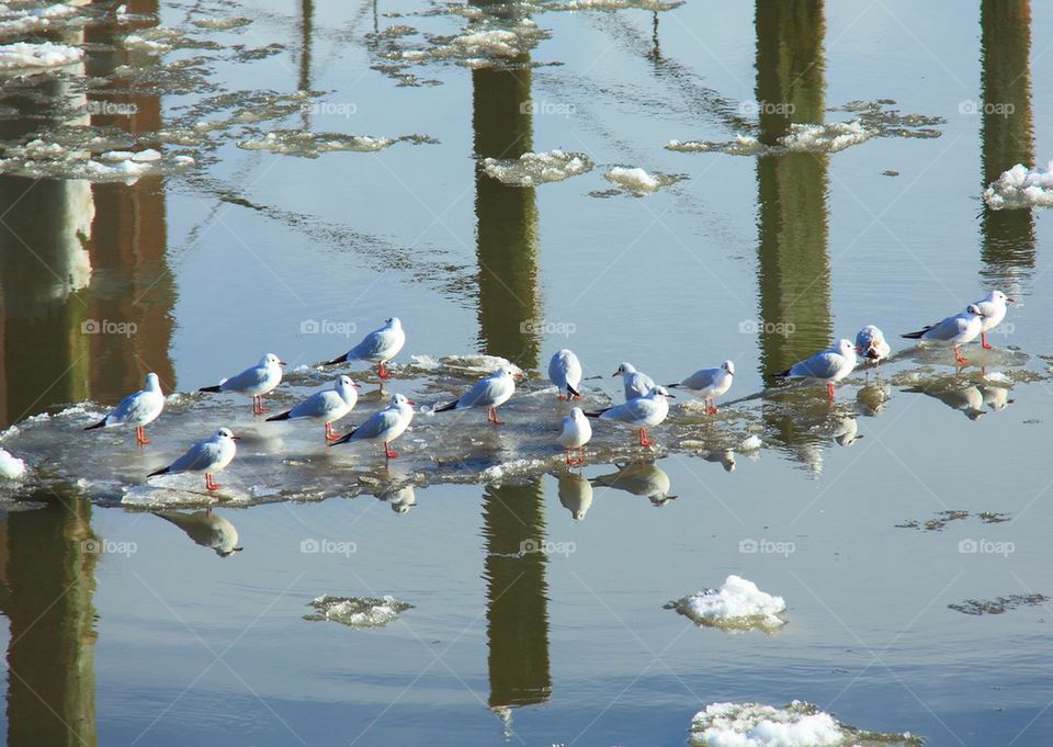 Birds on the ice