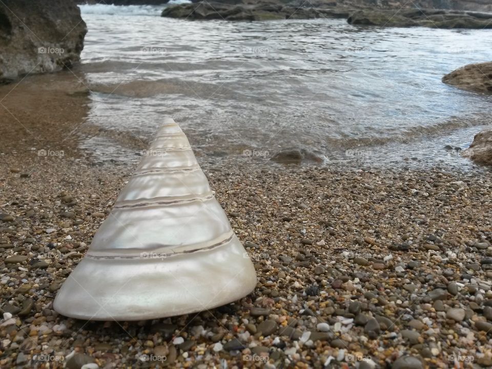 close up of seashell in front of the sea