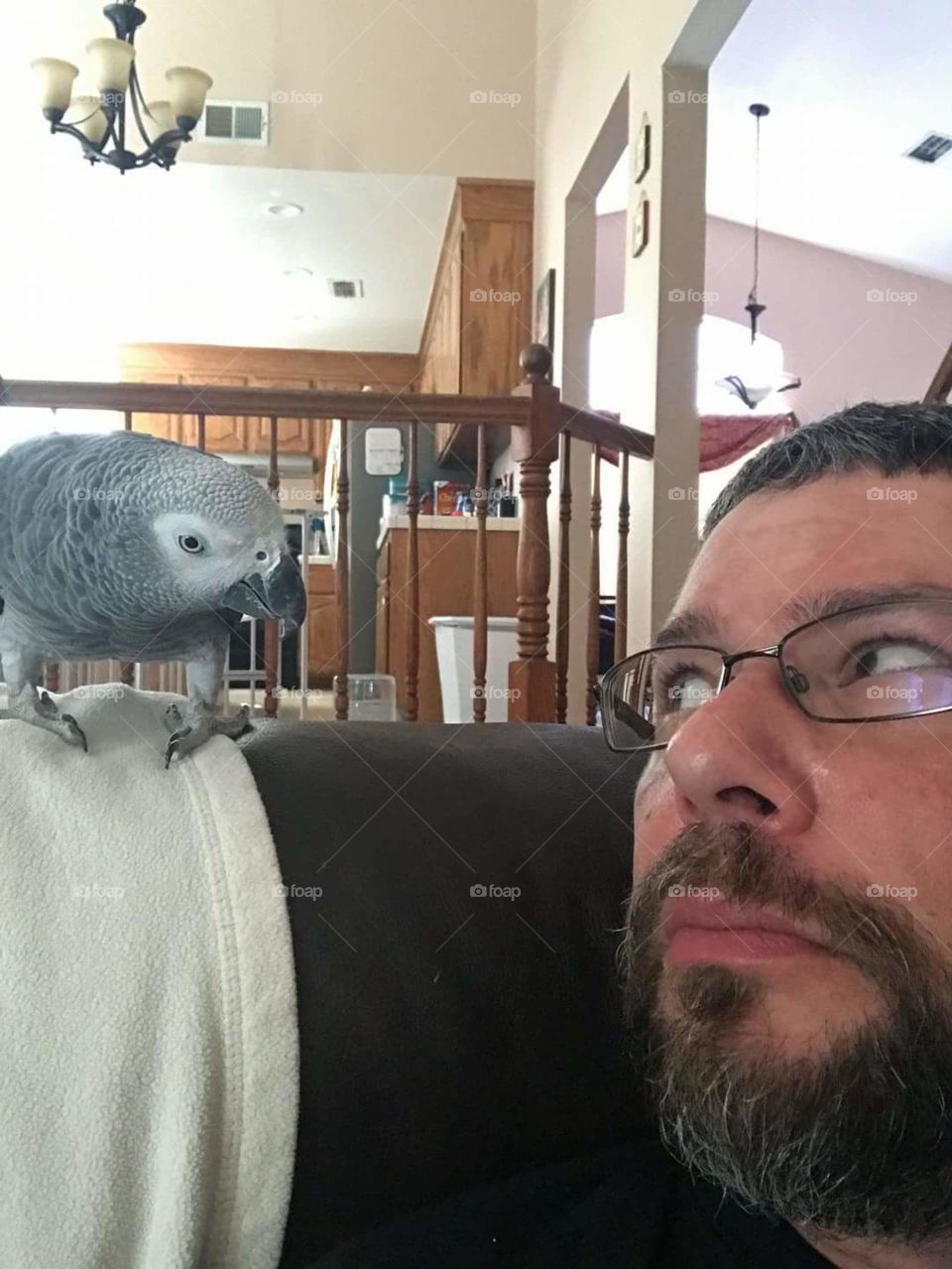 African Grey parrot Xena checking out the human