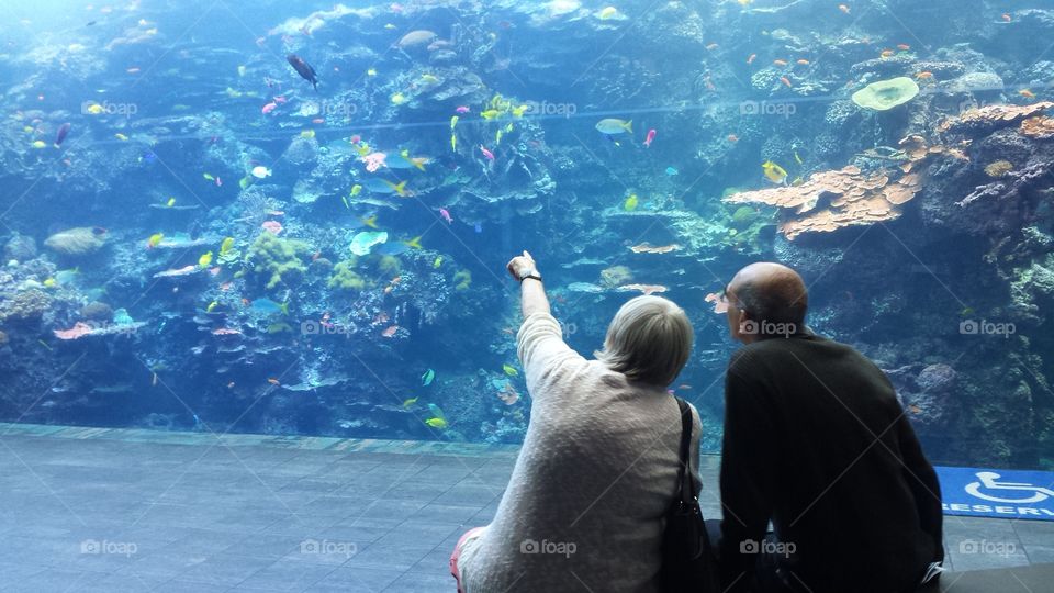 Watching a cute couple point out fish to each other at the aquarium