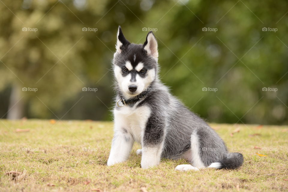 Husky dog sitting on grass