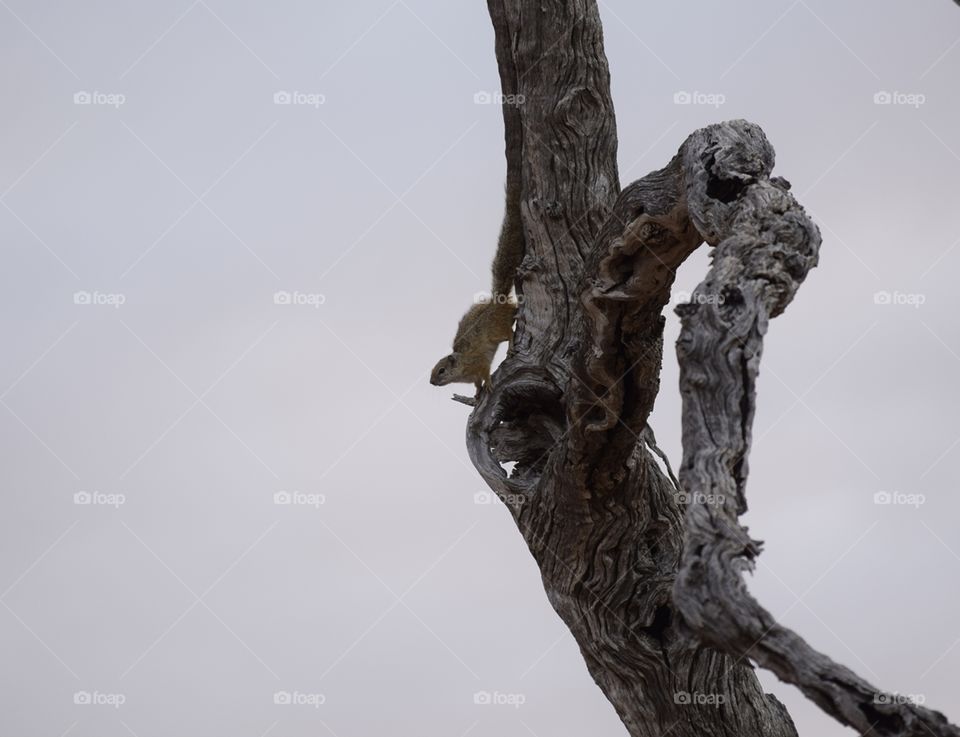 Squirrel in the Kruger National Park
