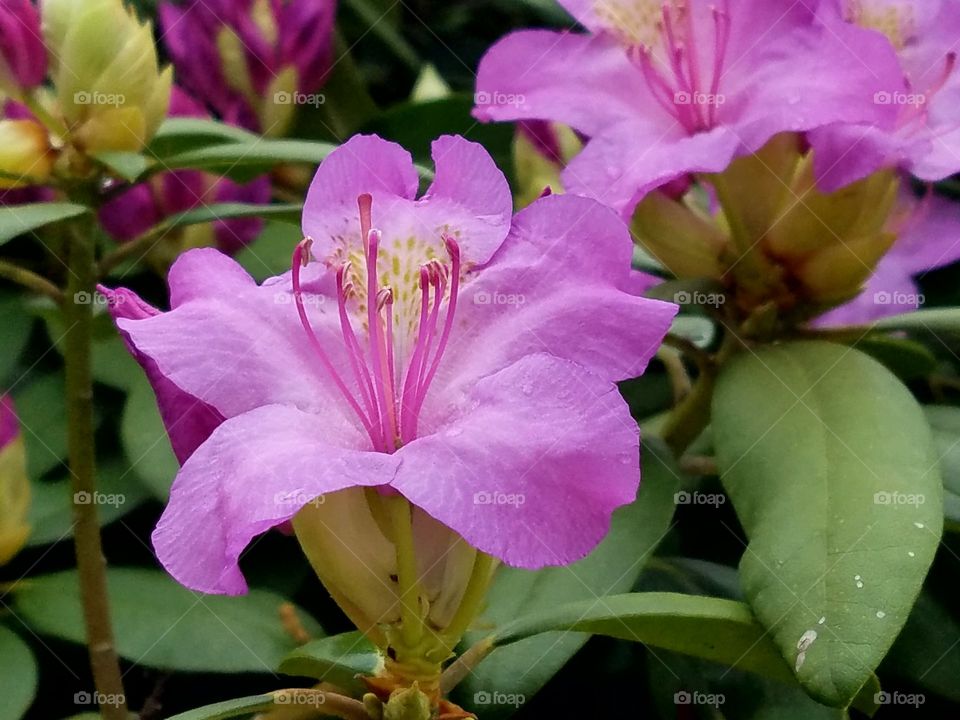 close-up of a Rhododendron bush