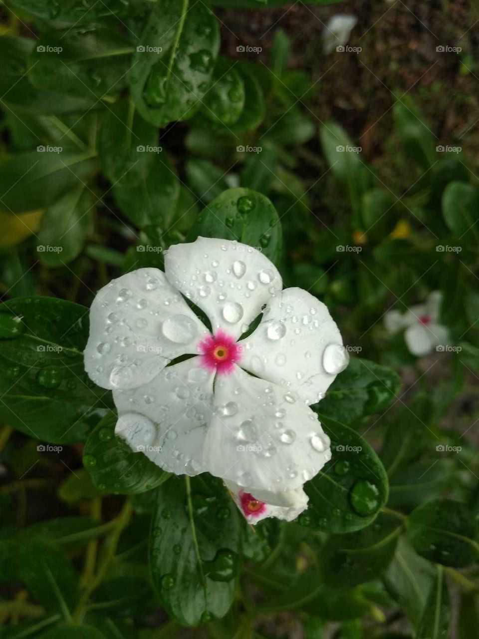 white flower in garden