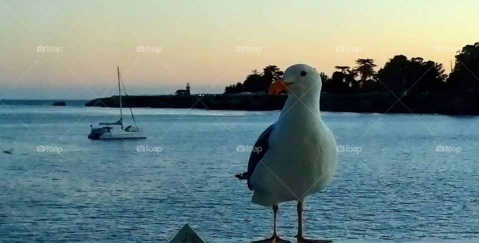 Portrait of a Seagull