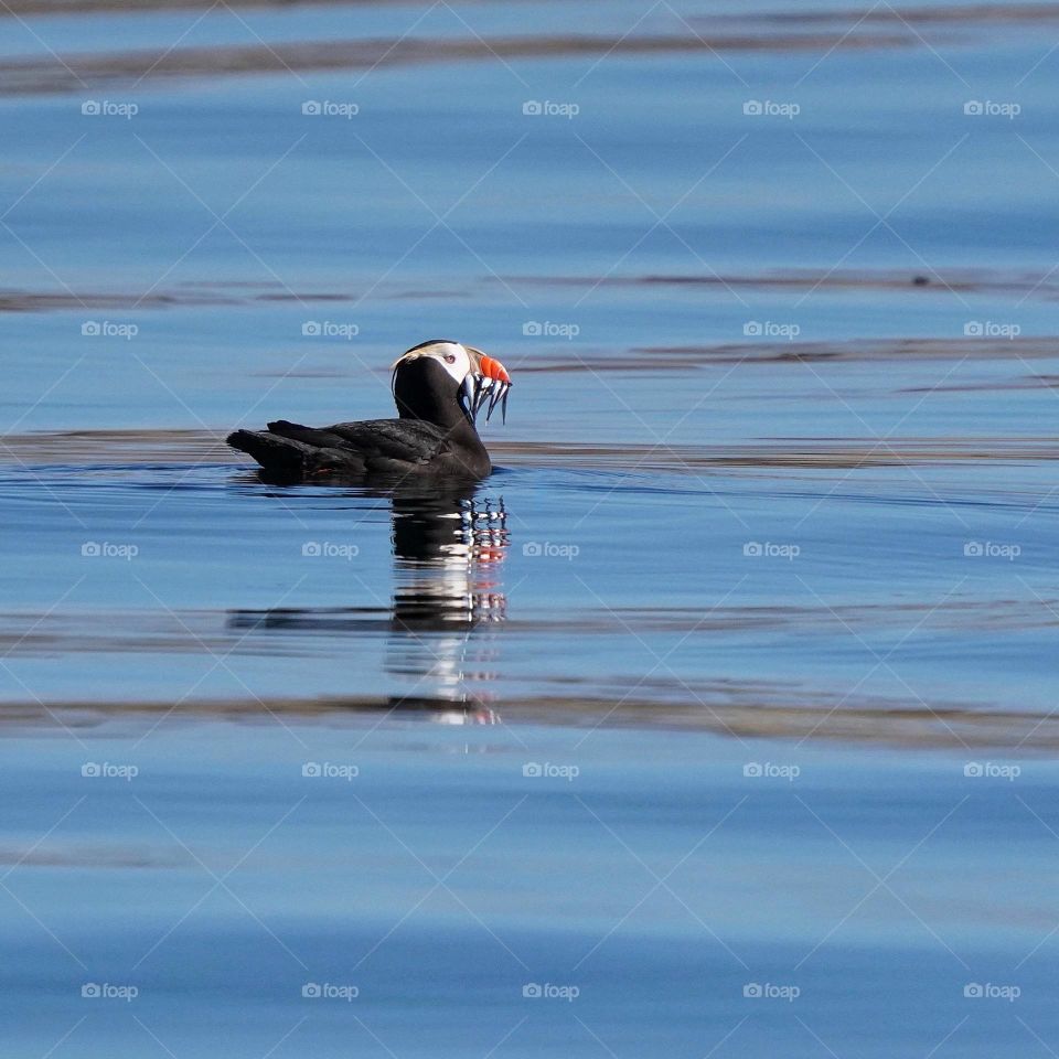 Tufted puffin with a mouth full of fish