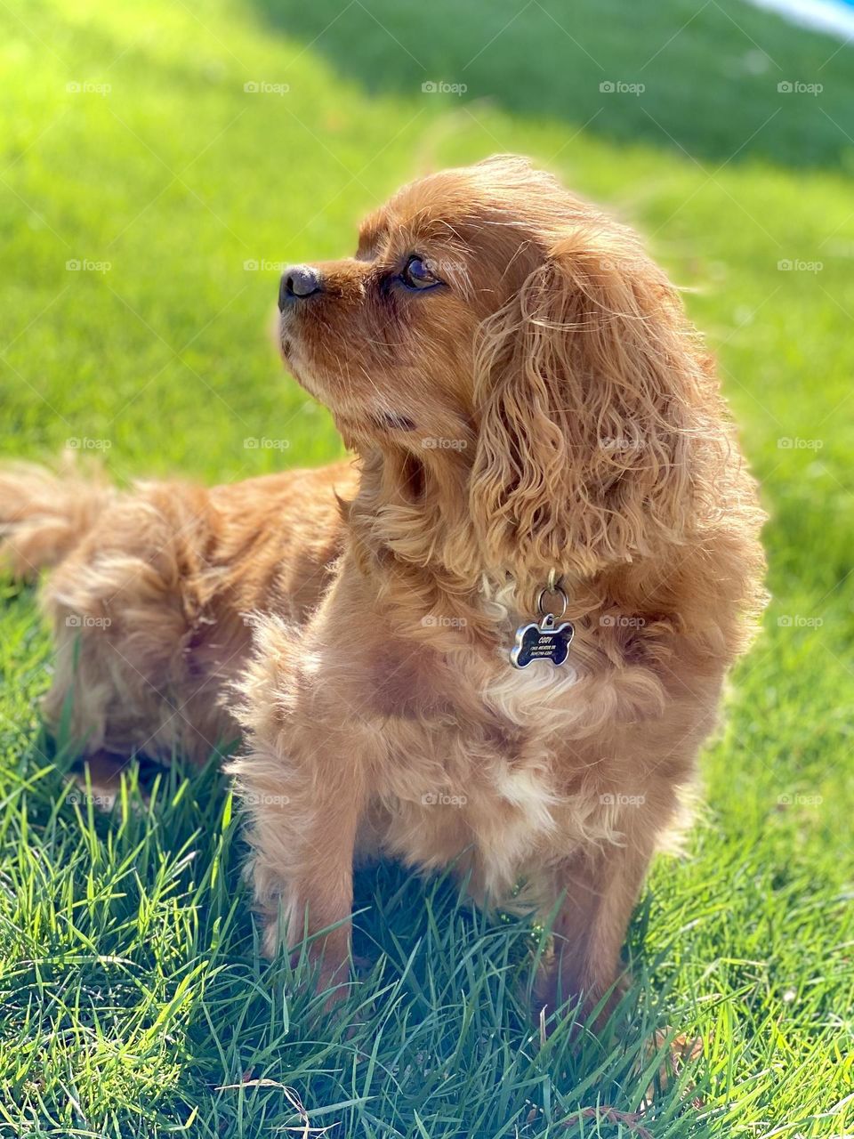 A sweet Ruby Cavalier King Charles Spaniel dog enjoying the spring day in the grass.