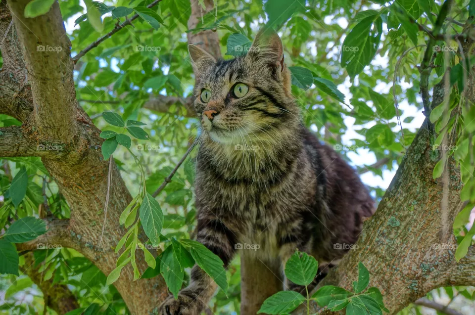 Farm cat 